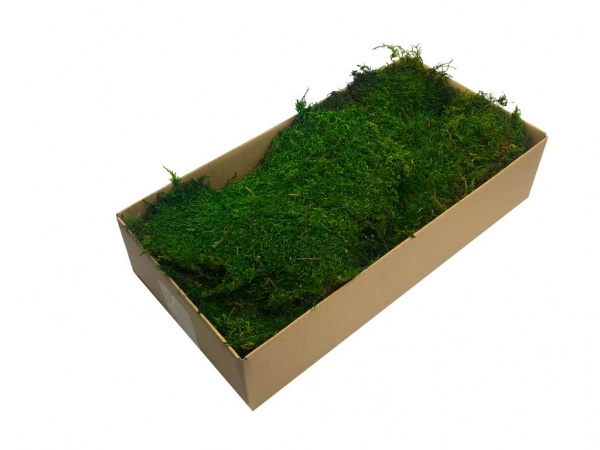 Premium Preserved Alpine ( Tyrolean ) Flat Moss Medium Green 200 g Box